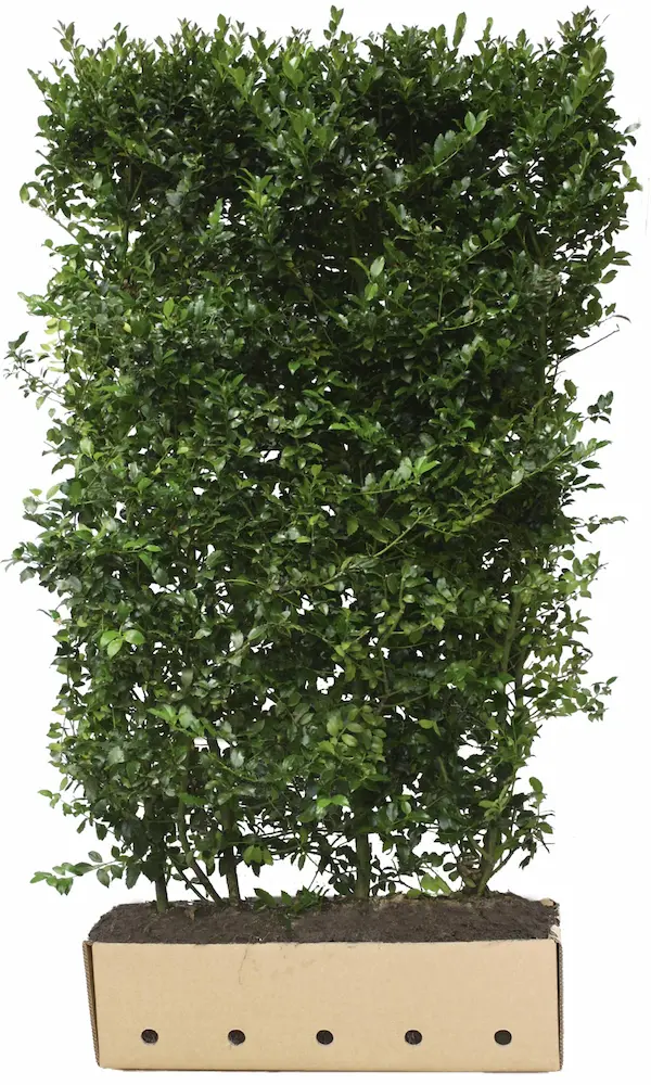 Gallery Image 12